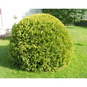 Tuja západná (Thuja occidentalis) ´DANICA´ - výška 30-40 cm, kont. C5L